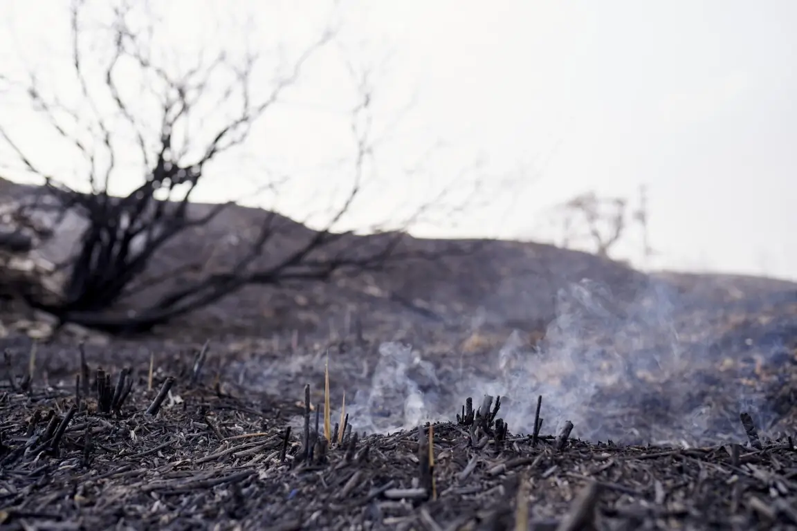 Smouldering ground due to a forest fire Medium
